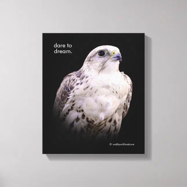 Vignetted Portrait of an Inquisitive Saker Falcon Canvas Print