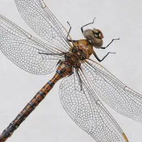 WWN Closeup of a Canada Darner Dragonfly