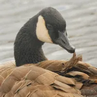 WWN Canada Goose Grooms Itself