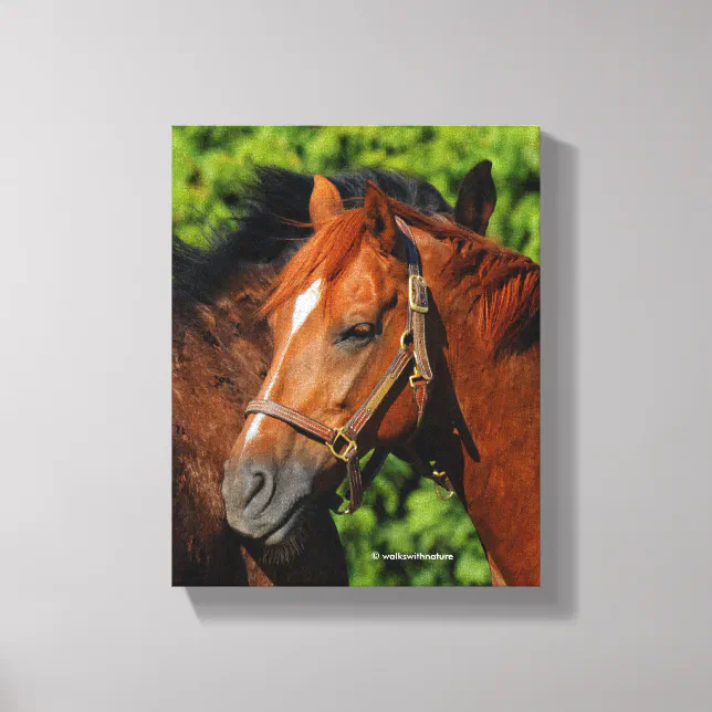 Two Beautiful Chestnut Horses in the Sun Canvas Print