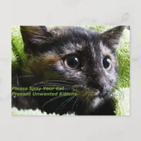 Please Spay Your Cat Prevent Unwanted Kittens Postcard