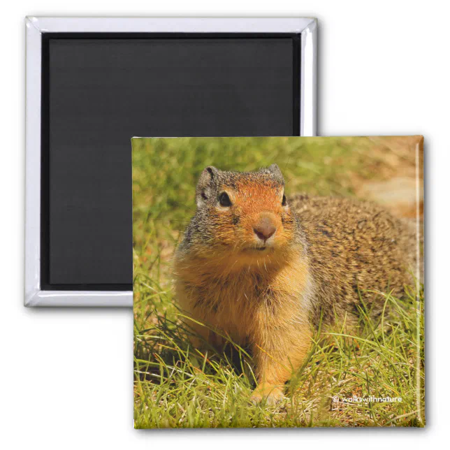 A Twitchy-Nosed Columbian Ground Squirrel Magnet