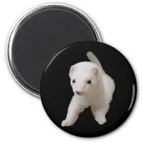 White Baby Ferret Magnet