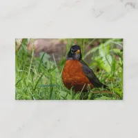Curious American Robin Songbird in the Grass Business Card