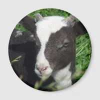 Amy's Lamb Magnet