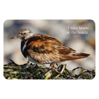 A Showstopping Ruddy Turnstone Magnet