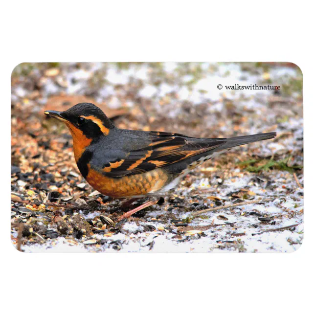 Stunning Varied Thrush Songbird on Snowy Ground Magnet