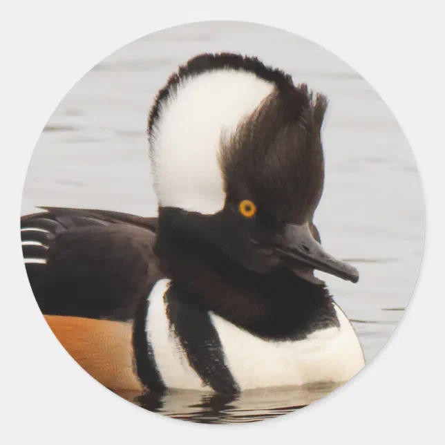 WWN A Hooded Merganser Who's Dressed to Impress