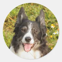 One Very Friendly Border Collie Classic Round Sticker