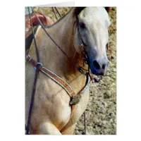 Buckskin Rodeo Horse