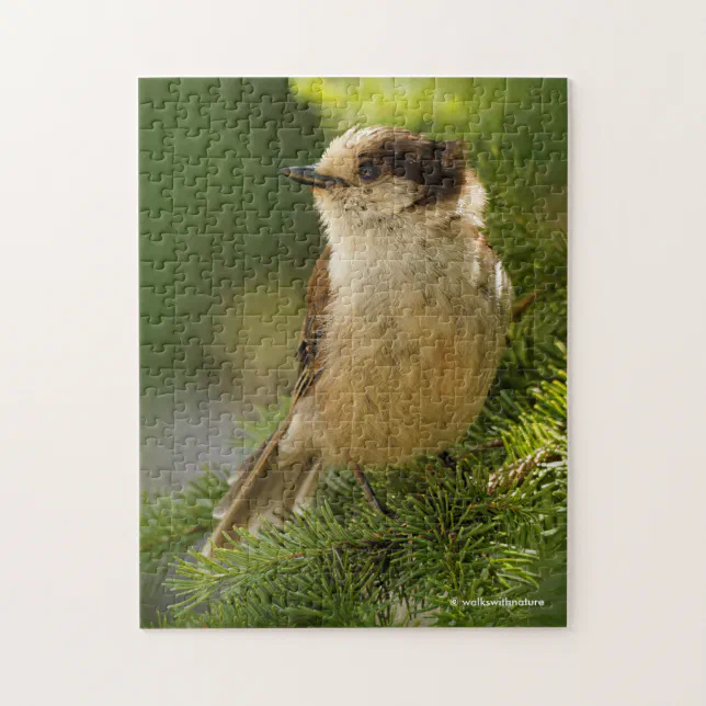 Cute Canada Jay / Grey Jay / Whiskeyjack Jigsaw Puzzle