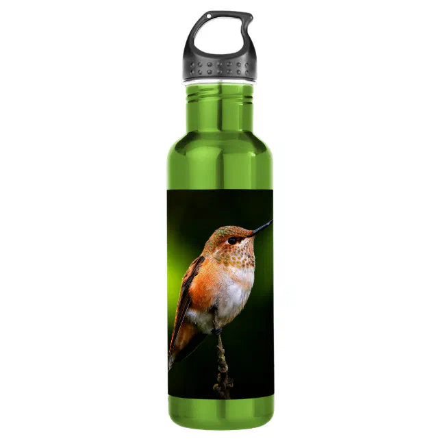 Adorable Rufous Hummingbird on Branch Stainless Steel Water Bottle