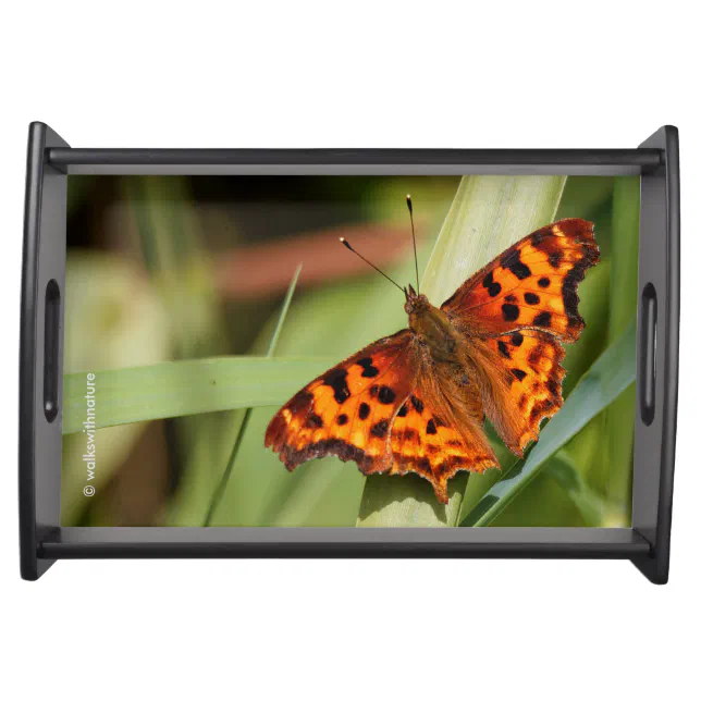 Beautiful Orange Satyr Comma Butterfly Serving Tray