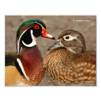 Beautiful Touching Moment Between Wood Ducks Photo Print