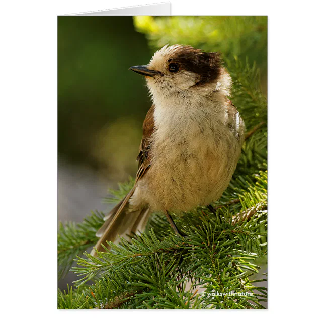 Profile of a Cute Grey Jay / Whiskeyjack