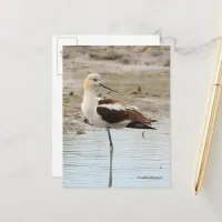 Stunning American Avocet Wading Bird at the Beach Postcard
