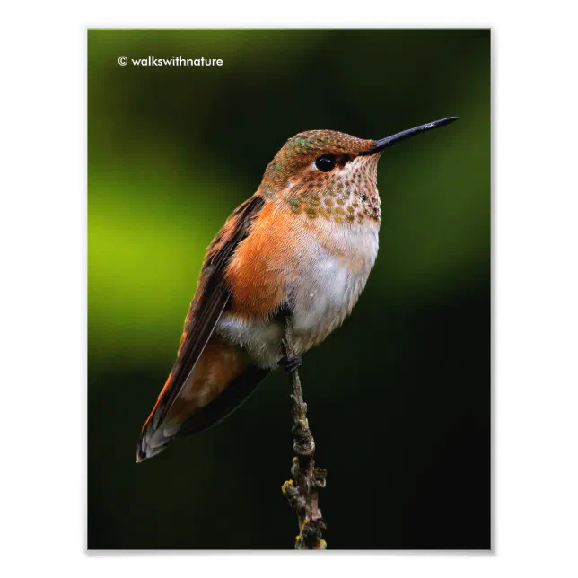 Adorable Rufous Hummingbird on Branch Photo Print