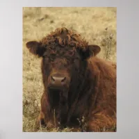 Midwest Brown Cow Farm Photography Poster