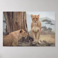 Two Majestic Lion's In The WIld Wall Poster