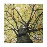 Treetop from Below - Tree of Life Ceramic Tile