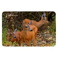 Stunning Trio of Blacktail Deer in the Forest Magnet