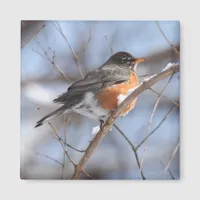 Cute American Robin Sits on Snowy Branch in Winter Magnet