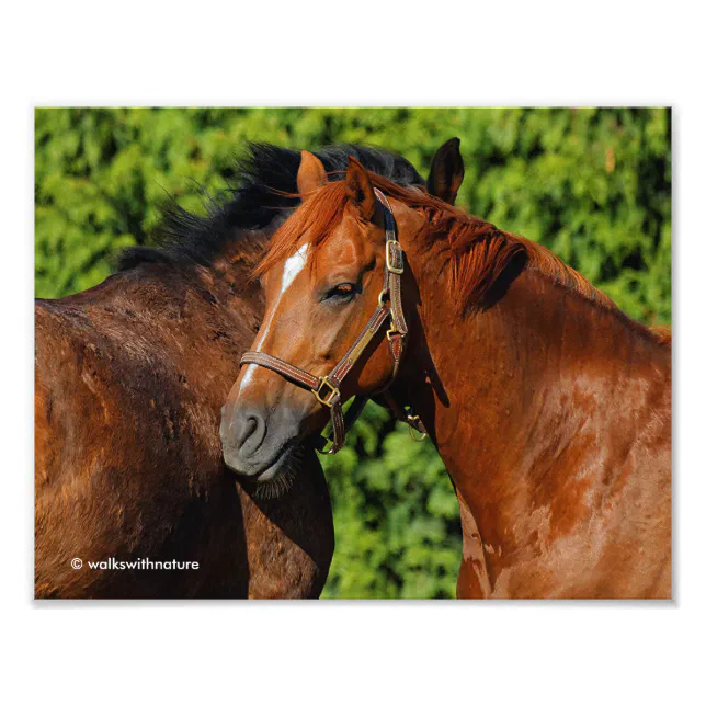 Beautiful Chestnut Horses in the Summer Sun Photo Print