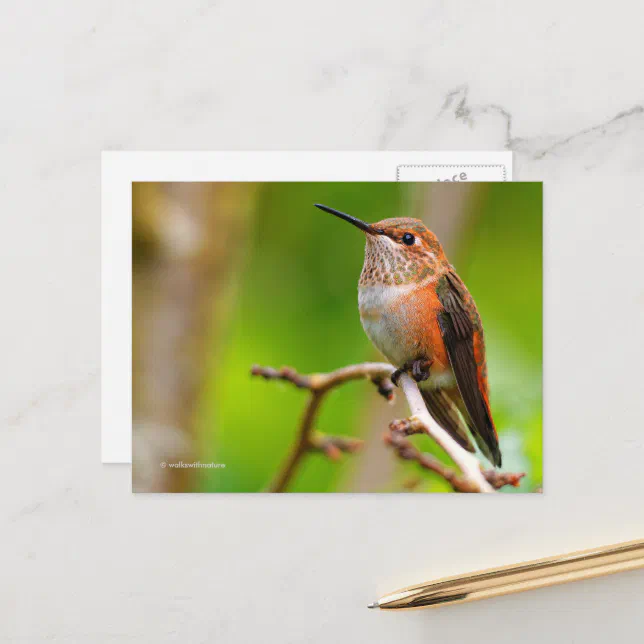 Rufous Hummingbird on Plum Tree Postcard