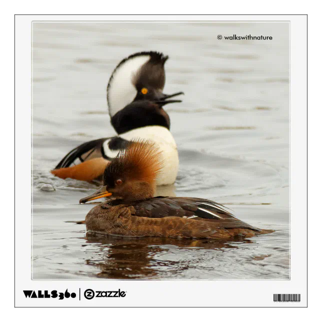 Hooded Mergansers: She's Not Impressed Wall Sticker