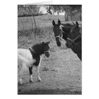 Pinto Pony and Horses