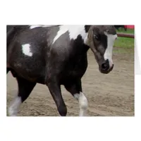 Pinto Mini Horse