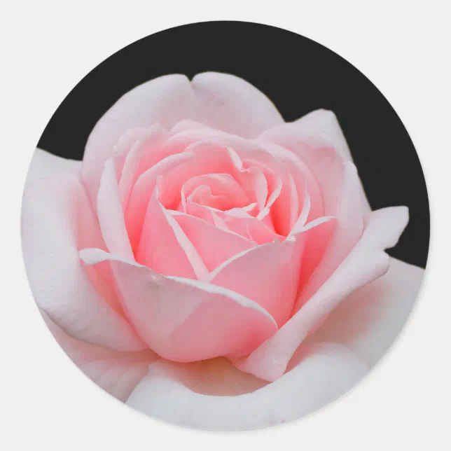 Elegant Pink Rose Floral Classic Round Sticker