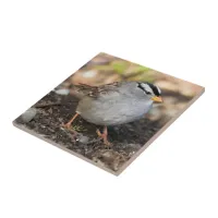 Chubby White-Crowned Sparrow in the Winter Sun Ceramic Tile