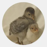 2 Blue/Gray Chicks Classic Round Sticker