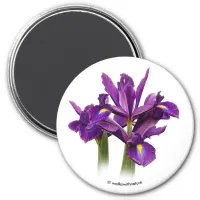 Dutch Iris Purple Sensation Magnet