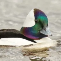 WWN A Charming Bufflehead Duck Swims By