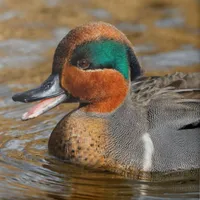 WWN Chatty Green-Winged Teal at the pond