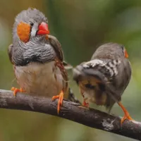 WWN A Cheeky Pair of Zebra Finches