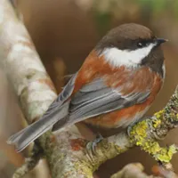 WWN Cute Chestnut-Backed Chickadee on the Pear Tree