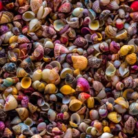 Colorful Seashells Photo Repeating Pattern