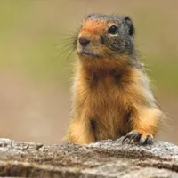 WWN Funny Columbian Ground Squirrel Pulls up to a Bar