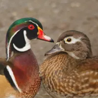 WWN A Touching Moment Between Wood Ducks