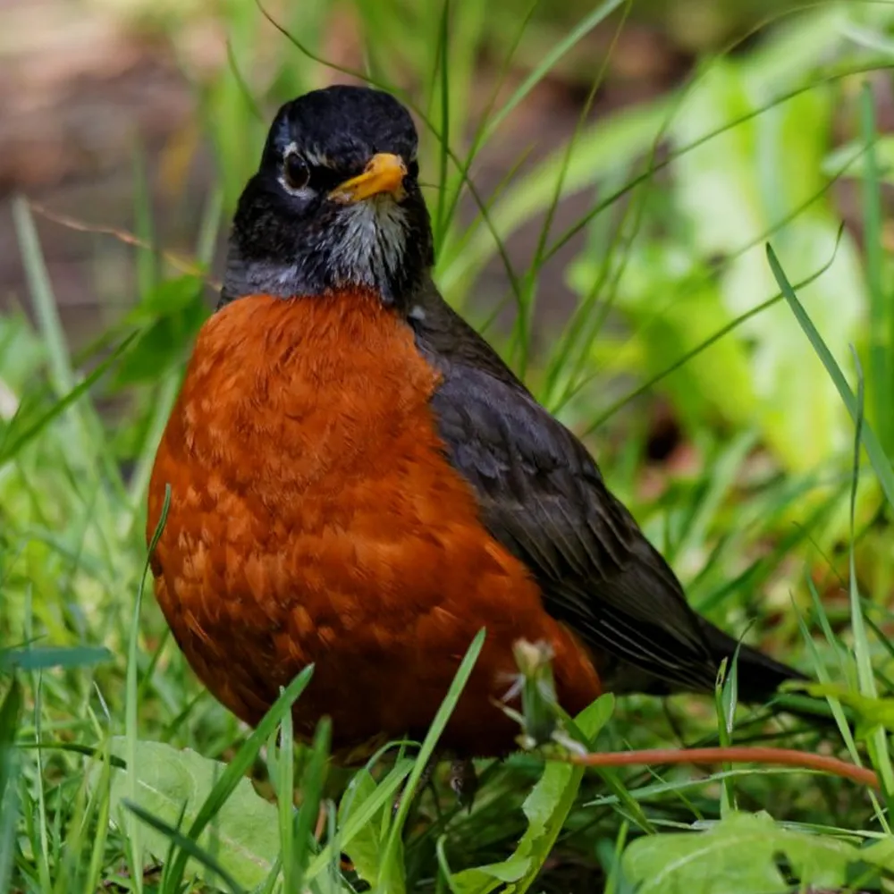 WWN Curious American Robin in the Grass
