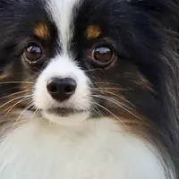 WWN Too Doggone Cute Papillon Toy Spaniel Dog at the Dock