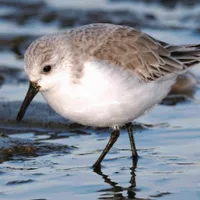 WWN Cute Sanderling Wandering Wintry Shores