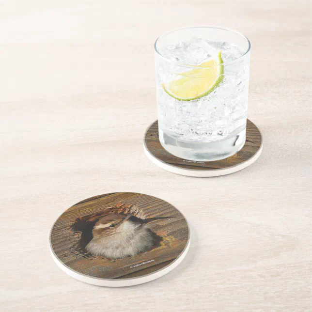 Cute Airbnb Moment Bewick's Wren in Nestbox Coaster