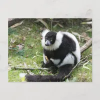 Serenity in the Wild: Black-and-White Ruffed Lemur Postcard