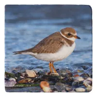 Beautiful Semipalmated Plover at the Beach Trivet