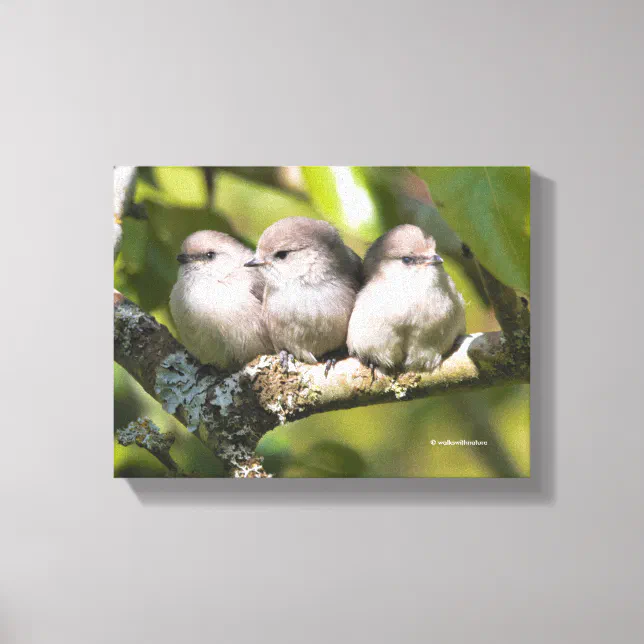 Cute Baby Bushtit Songbirds in the Pear Tree Canvas Print