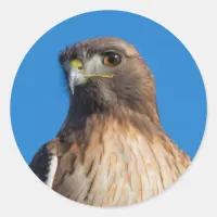 Magnificent Red-Tailed Hawk in the Sun Classic Round Sticker